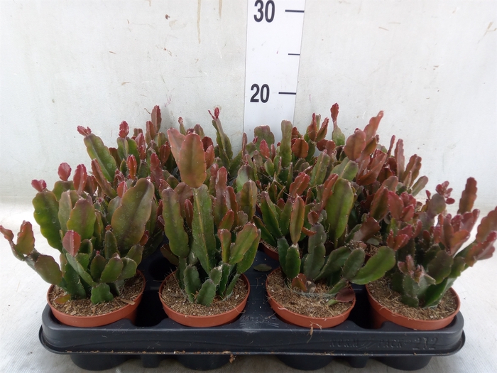<h4>Rhipsalis   ...</h4>