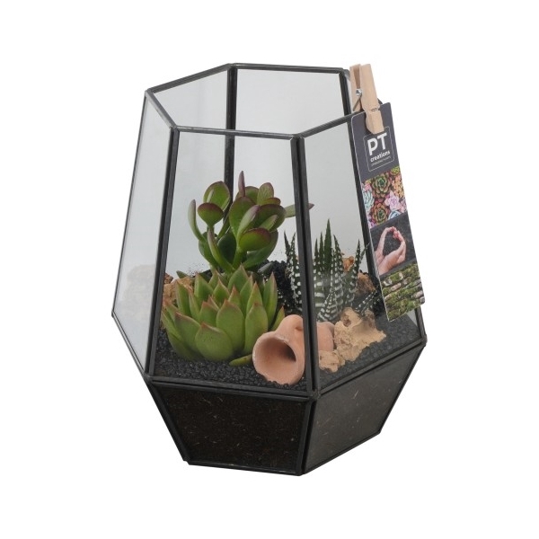 <h4>PTSU8402 Arrangement Succulenten in glazen pot</h4>