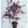 Acer palmatum Red Emperor