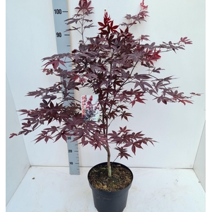 Acer palmatum Red Emperor