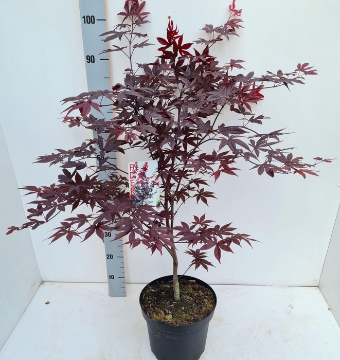 Acer palmatum Red Emperor