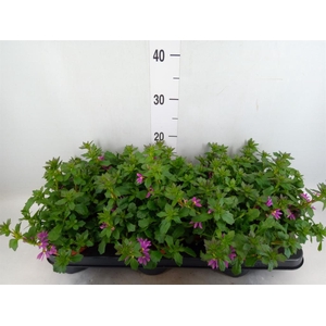 Scaevola aemula 'Surdiva Pink Blue'