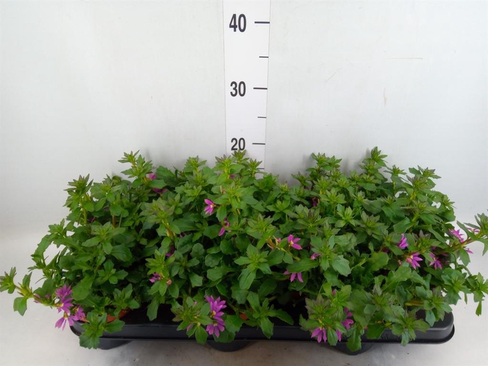 <h4>Scaevola aemula 'Surdiva Pink Blue'</h4>