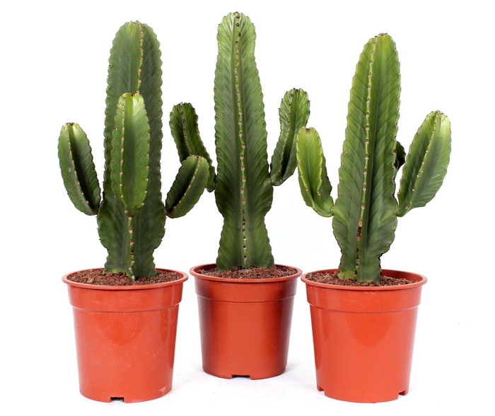 <h4>Euphorbia ingens canarias 21 cm</h4>