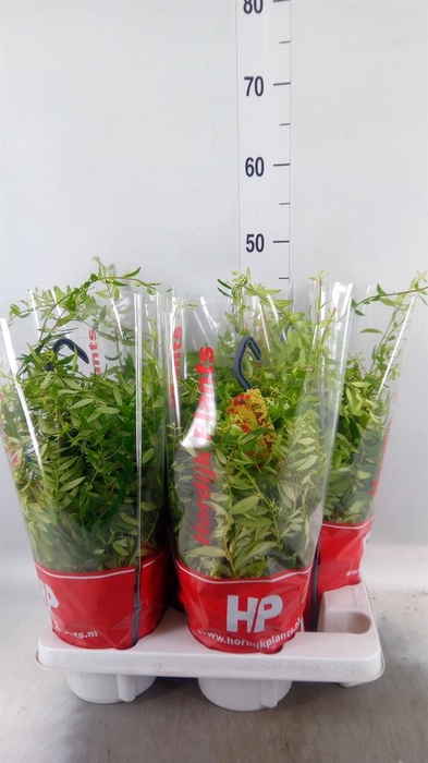 <h4>Aeschynanthus  'Japhrolepis'</h4>