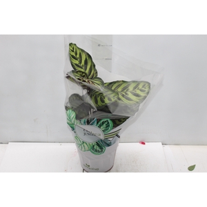 CALATHEA MAKOYAMA P17