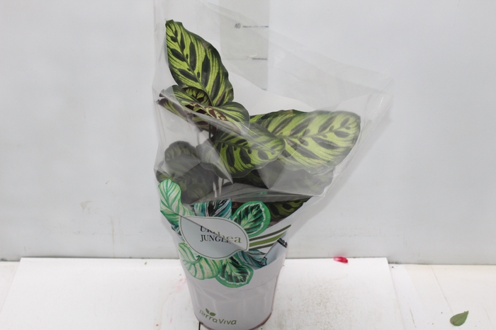 <h4>CALATHEA MAKOYAMA P17</h4>