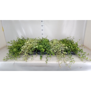 Hedera helix   ...