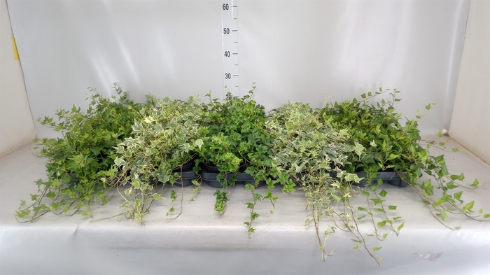 <h4>Hedera helix   ...</h4>