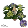 Hydrangea Macr Overig blauw Hi Ocean Blauw 5+