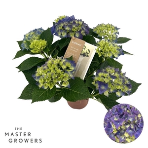 Hydrangea Macr Overig blauw Hi Ocean Blauw 5+