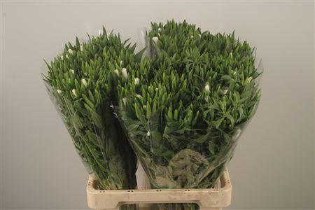 <h4>Clarkia Am Gr White</h4>