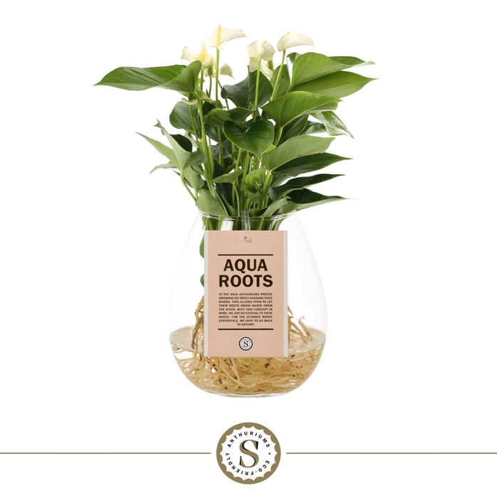 <h4>Aqua Roots Bowl White</h4>