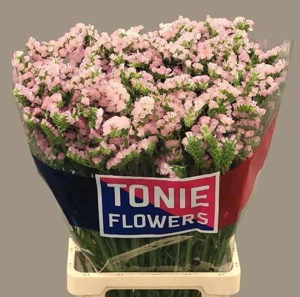 <h4>LIM S APRI SUN BIRDS</h4>