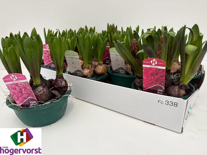 <h4>HYACIN ORIENTAL GEM</h4>