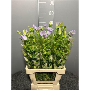 Campanula Lavander