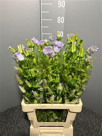 <h4>Campanula Lavander</h4>