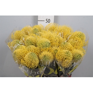 Leuco High Gold