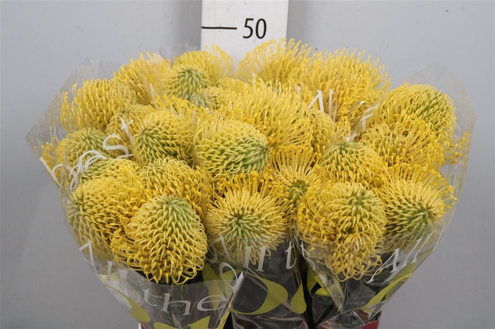 <h4>Leuco High Gold</h4>
