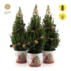 Picea gl. 'December'® P19 in Zinc Santa + Pine-Cone Light + Tree on Loop