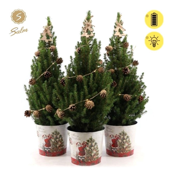 <h4>Picea gl. 'December'® P19 in Zinc Santa + Pine-Cone Light + Tree on Loop</h4>