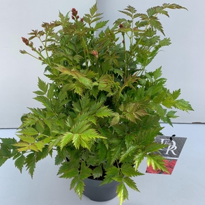 Astilbe roze