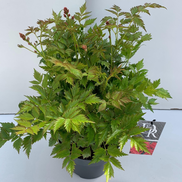 <h4>Astilbe roze</h4>