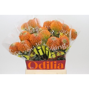 Nutans Ayoba Peach