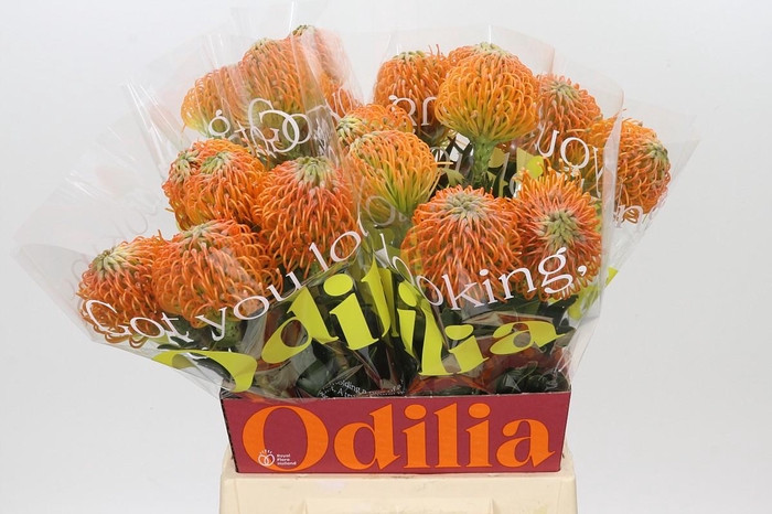 <h4>Nutans Ayoba Peach</h4>