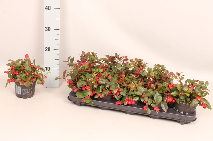 Gaultheria procumbens 'Winterpearls'