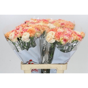 Dianthus St Rainbow Mix Orange