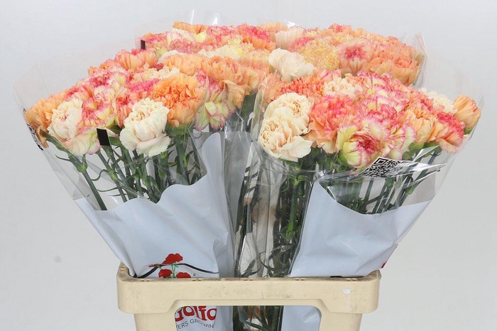 <h4>Dianthus St Rainbow Mix Orange</h4>