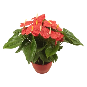 Anthurium XL.88 Aloha Red 23cm schaal