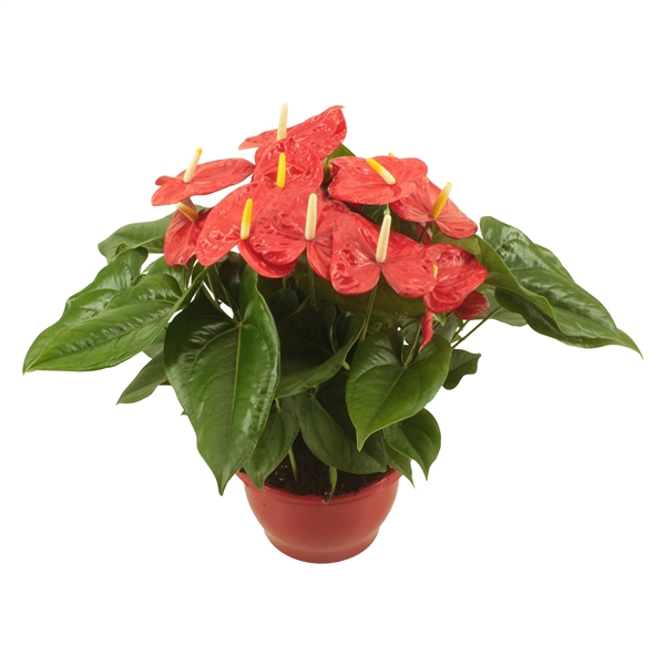 <h4>Anthurium XL.88 Aloha Red 23cm schaal</h4>