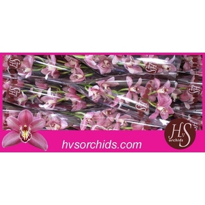 CYMB T CANDY 60 CM