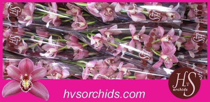 <h4>CYMB T CANDY 60 CM</h4>