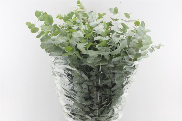 <h4>Euca Cinerea 300 Gram Extra Fr</h4>