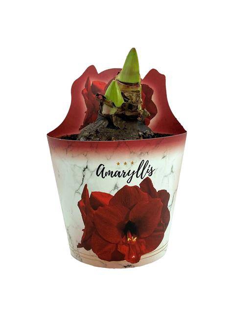 <h4>HIPPEASTRUM EXTRA OLAF P14</h4>