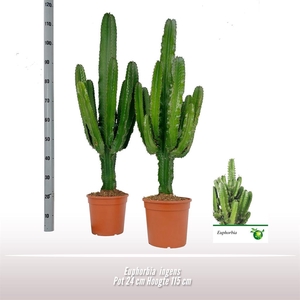 Euphorbia ingens