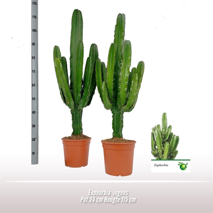 <h4>Euphorbia ingens</h4>