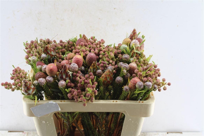 <h4>Kaaps Cone Mix Gemengd In Bos</h4>