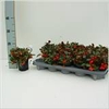 GAULTH PROCUMBENS