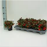 GAULTH PROCUMBENS