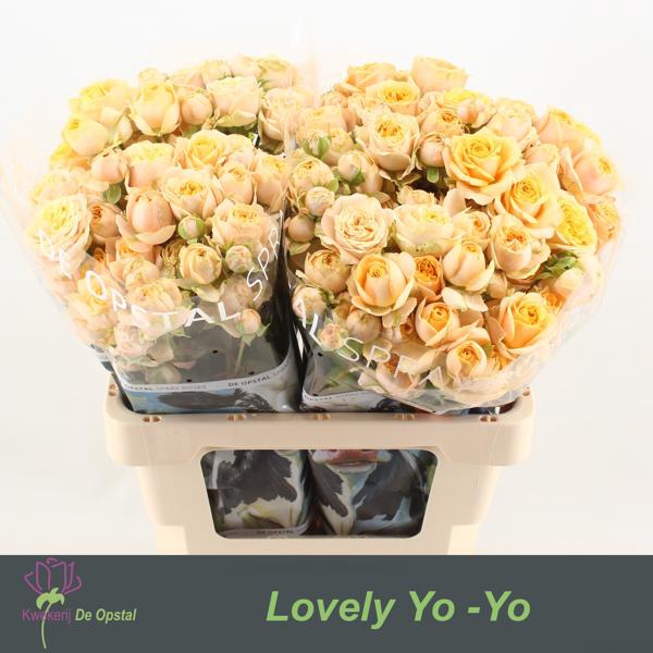 <h4>R Tr Lovely Yo-Yo Opstal</h4>