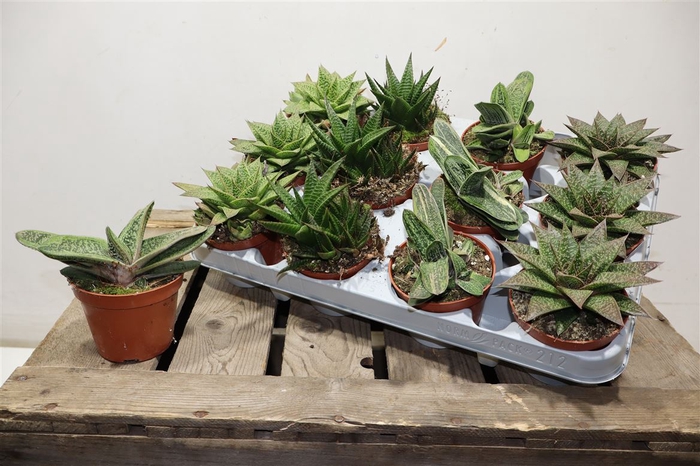 <h4>arr8 Hawo Gem</h4>