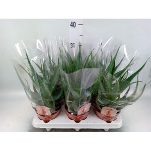 Aloe arborescens