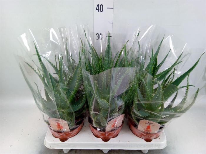 <h4>Aloe arborescens</h4>