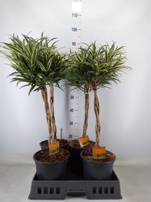 <h4>Dracaena refl.   ...</h4>
