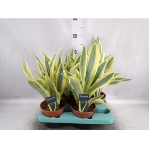 Sansevieria trifa.   ...