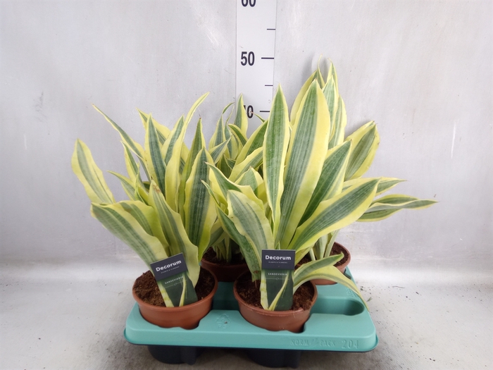 <h4>Sansevieria trifa.   ...</h4>